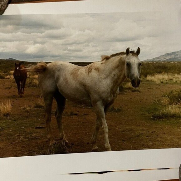 Janine Gordon Photograph 20x24"  C-print Edition 2 Horses Marfa Texas Signed - Picture 6 of 6